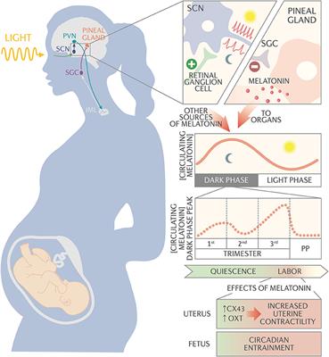 Riding the Rhythm of Melatonin Through Pregnancy to Deliver on Time